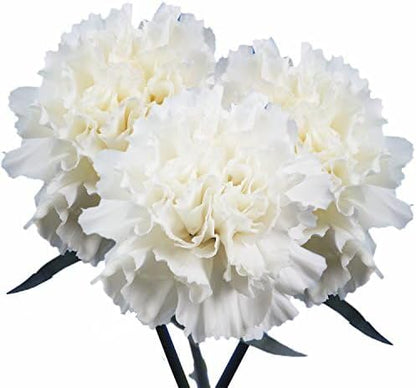 100 Fresh Long-Stem White Carnations