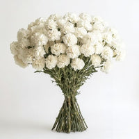 100 Fresh Long-Stem White Carnations