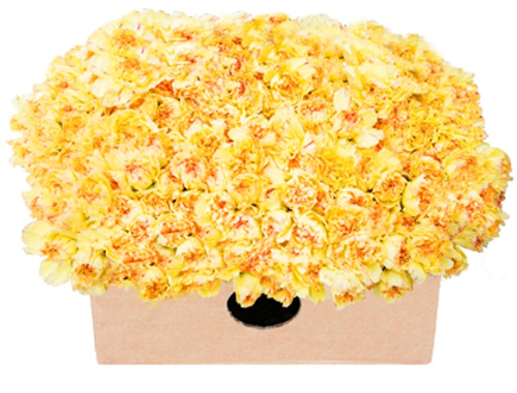 Premium Farm-Fresh Yellow Mini Carnations