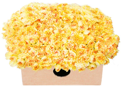 Premium Farm-Fresh Yellow Mini Carnations