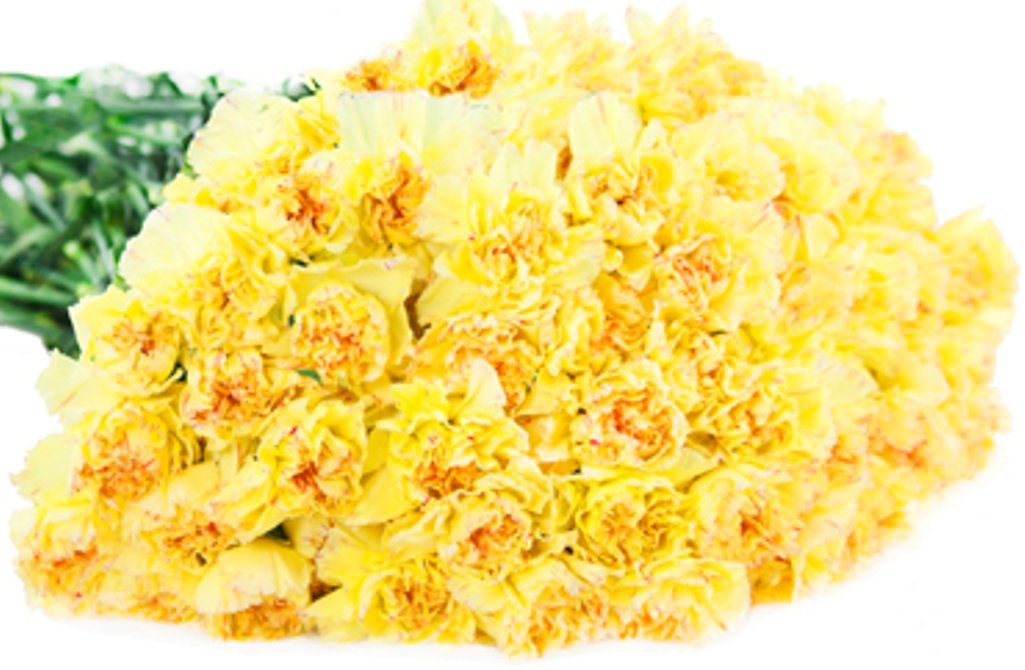 Premium Farm-Fresh Yellow Mini Carnations