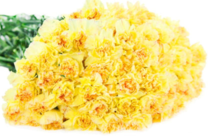 Premium Farm-Fresh Yellow Mini Carnations