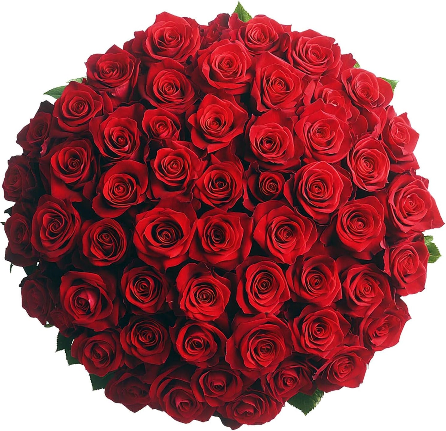 75 Premium Farm-Fresh Red Roses