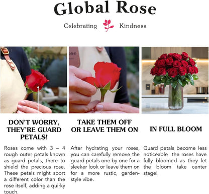 75 Premium Farm-Fresh Red Roses